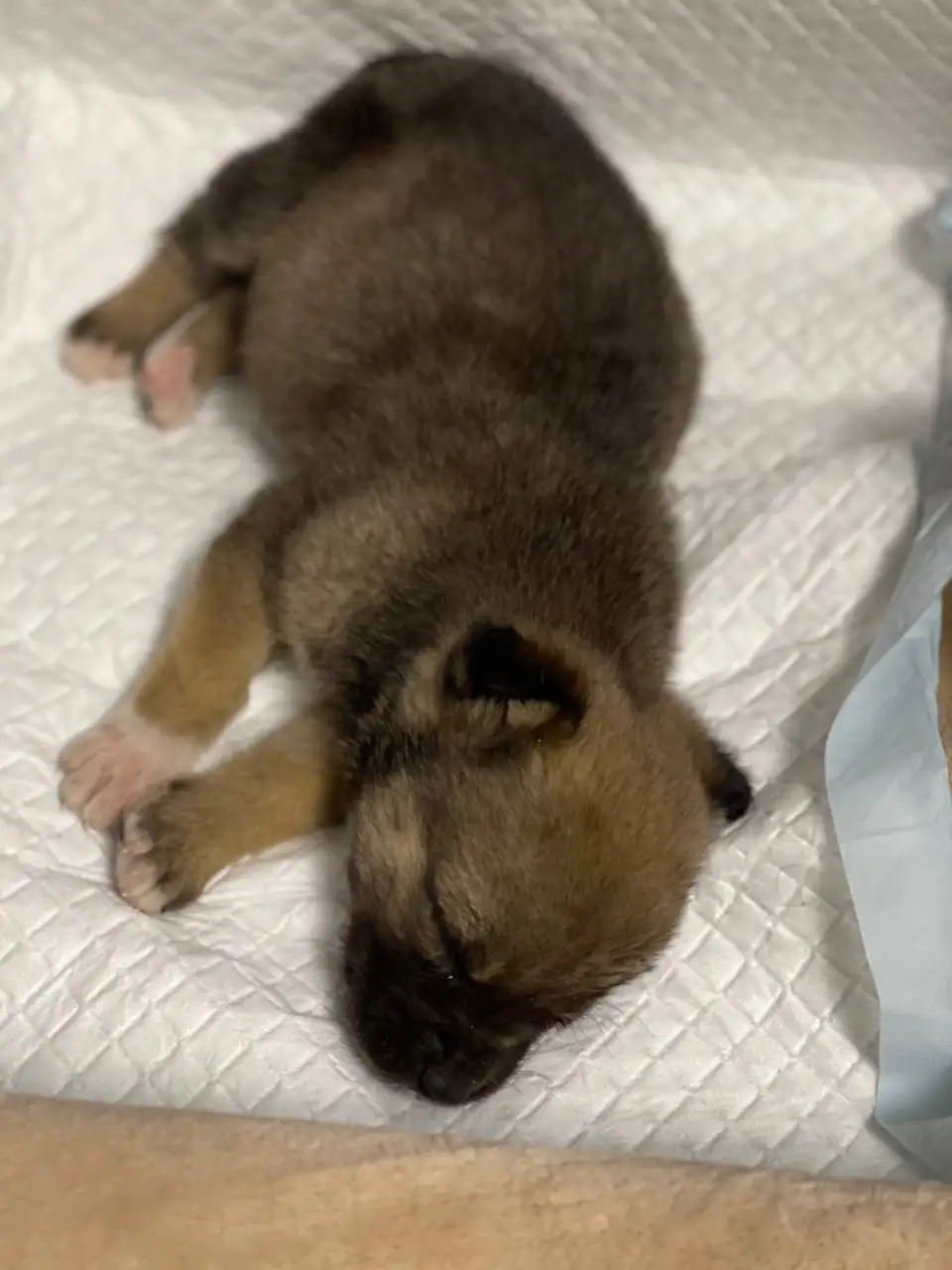 Отдам щенка в добрые руки - Собаки (Животные) в Хабаровск