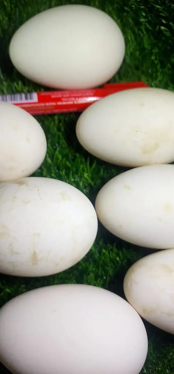 Продажа домашних яиц утки, гуся, перепелки и курицы в Хабаровске - Продукты питания (Барахолка) в Хабаровск