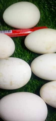 Продажа домашних яиц утки, гуся, перепелки и курицы в Хабаровске - Товары для дома в Хабаровск