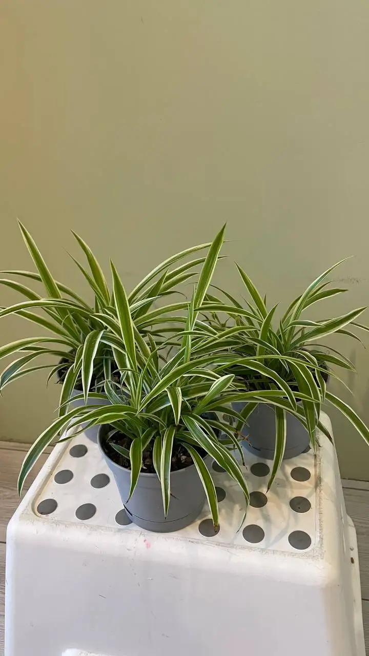 Продажа комнатных растений для озеленения - Комнатные растения (Хобби и отдых) в Хабаровск