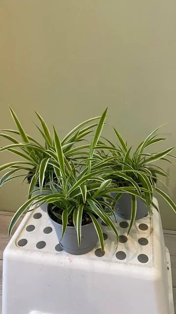 Продажа комнатных растений для озеленения - Фестиваль в Хабаровск