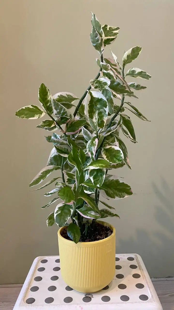 Продажа комнатных растений для озеленения - Комнатные растения (Хобби и отдых) в Хабаровск