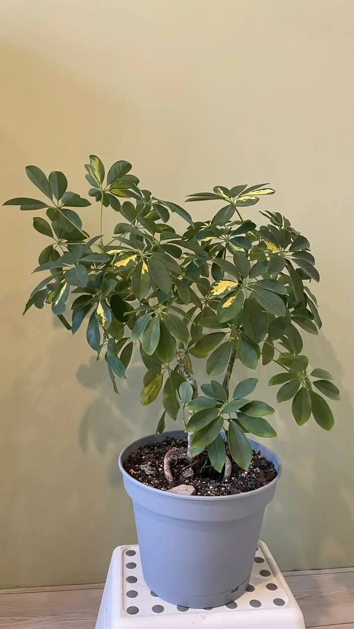 Продажа комнатных растений для озеленения - Комнатные растения (Хобби и отдых) в Хабаровск