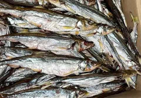 Продажа сушеной корюшки - Сантехника в Хабаровск