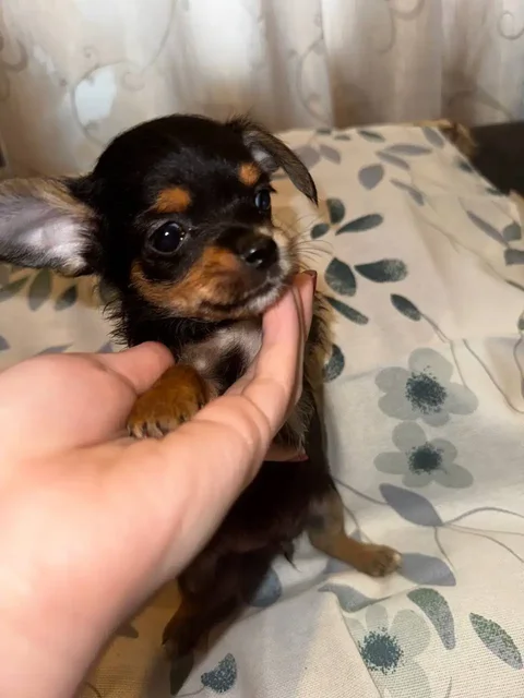 Щенки помесь чихуахуа и йоркширского терьера - Корма для животных в Хабаровск