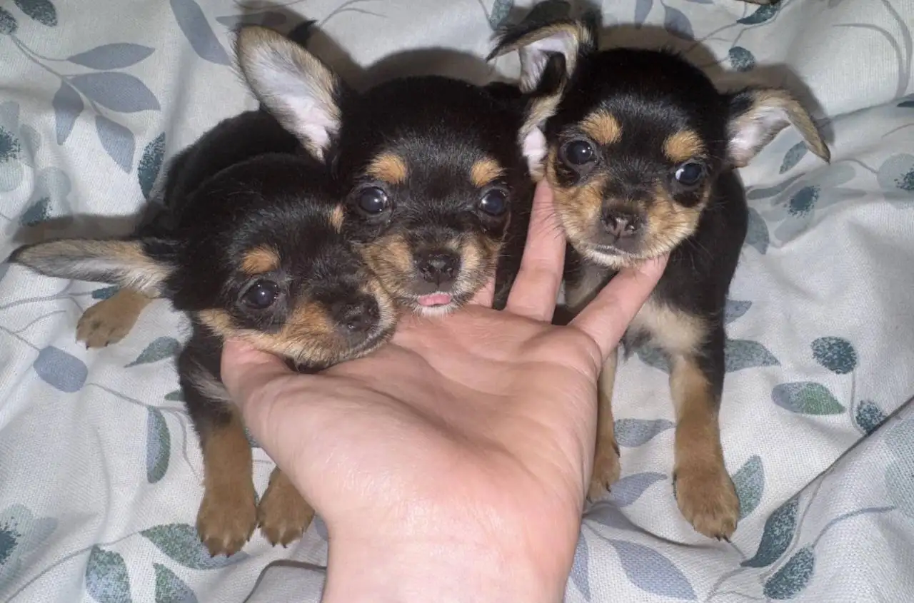 Щенки помесь чихуахуа и йоркширского терьера - Собаки (Животные) в Хабаровск