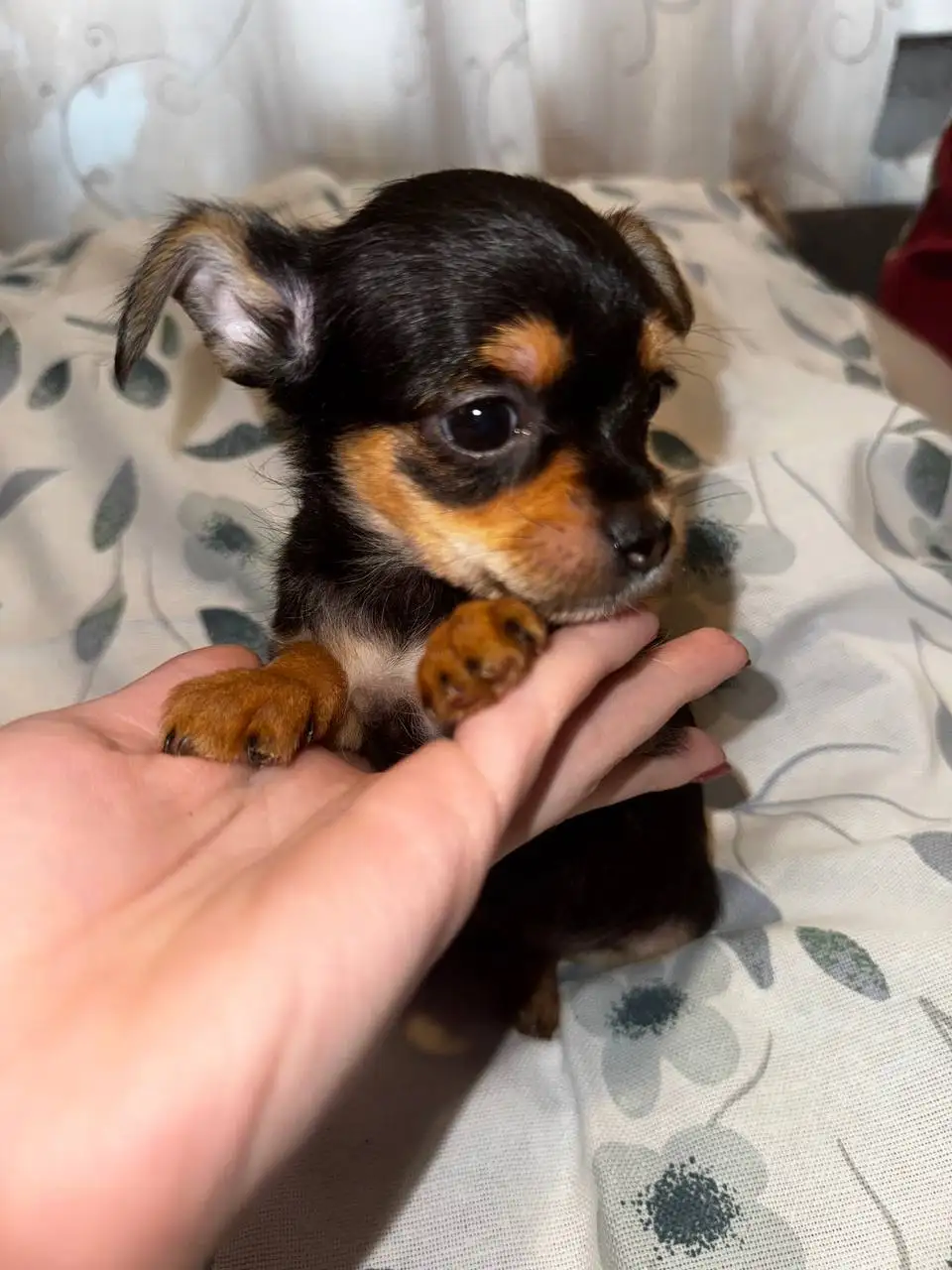 Щенки помесь чихуахуа и йоркширского терьера - Собаки (Животные) в Хабаровск