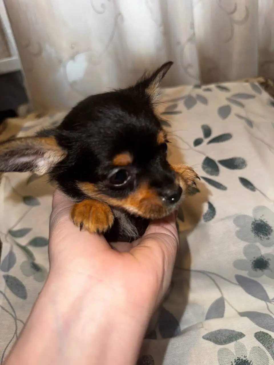 Щенки помесь чихуахуа и йоркширского терьера - Собаки (Животные) в Хабаровск