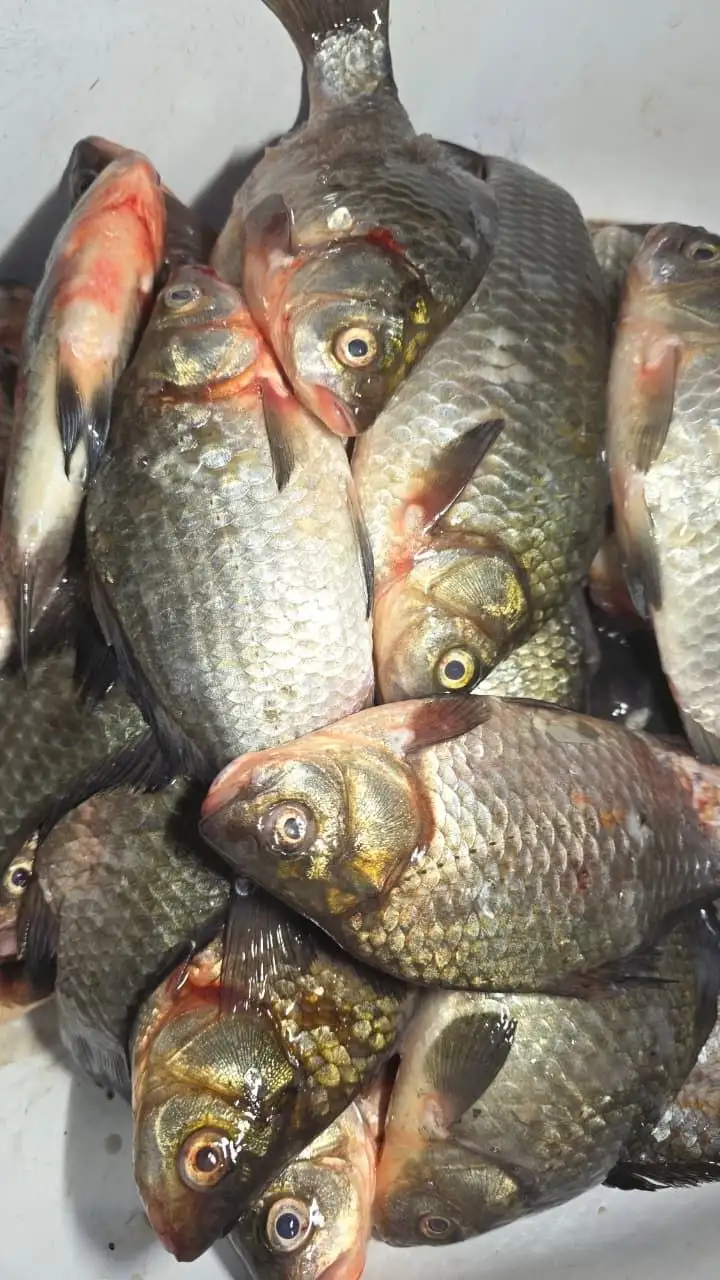 Карасики живые свежие - Продукты питания (Барахолка) в Хабаровск
