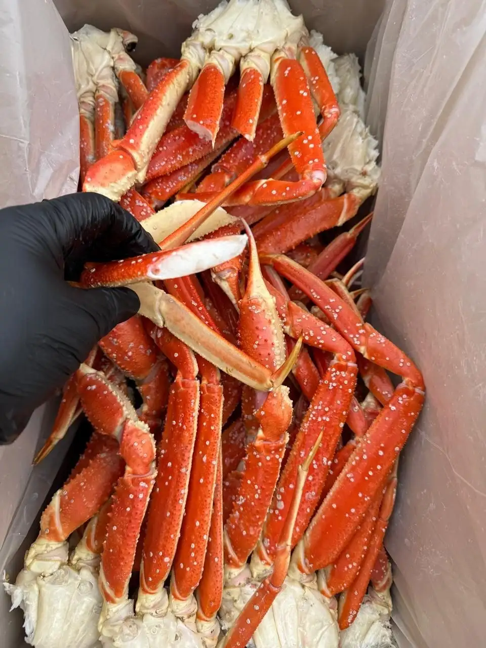 Продажа свежего стригуна на Камчатке - Для дома и дачи в Хабаровск