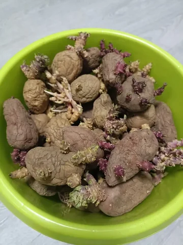 Картофель для посадки 11л - Для дома и дачи в Хабаровск