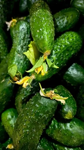 Продажа свежих огурцов - Для дома и дачи в Хабаровск