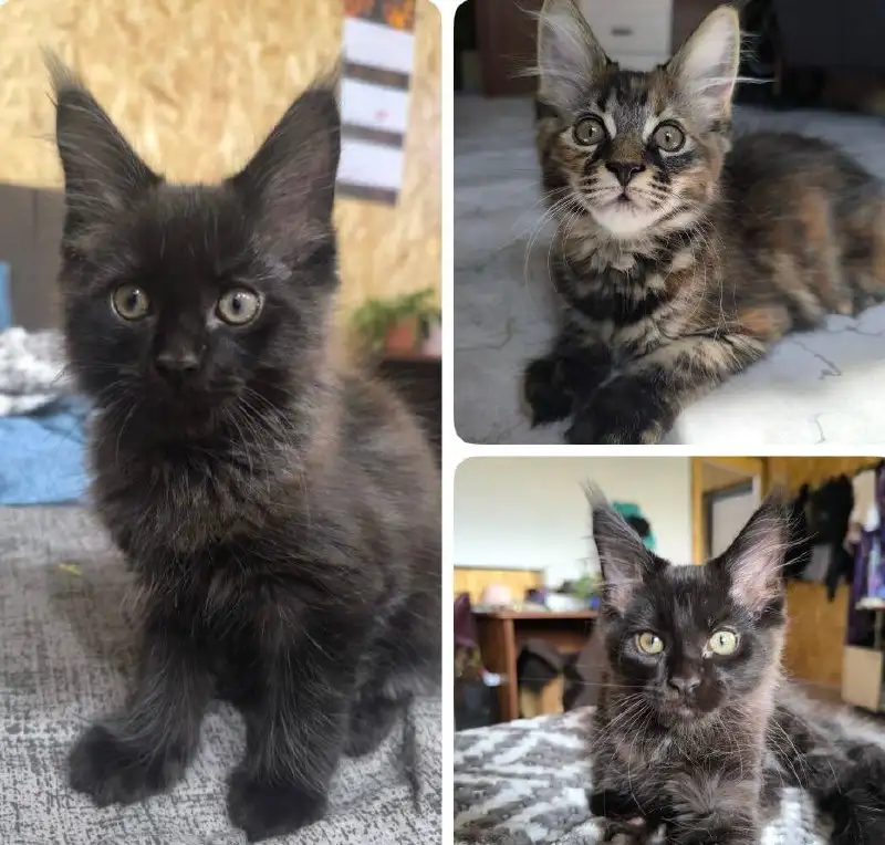 Продам котят Мейн-кун - Кошки (Животные) в Хабаровск