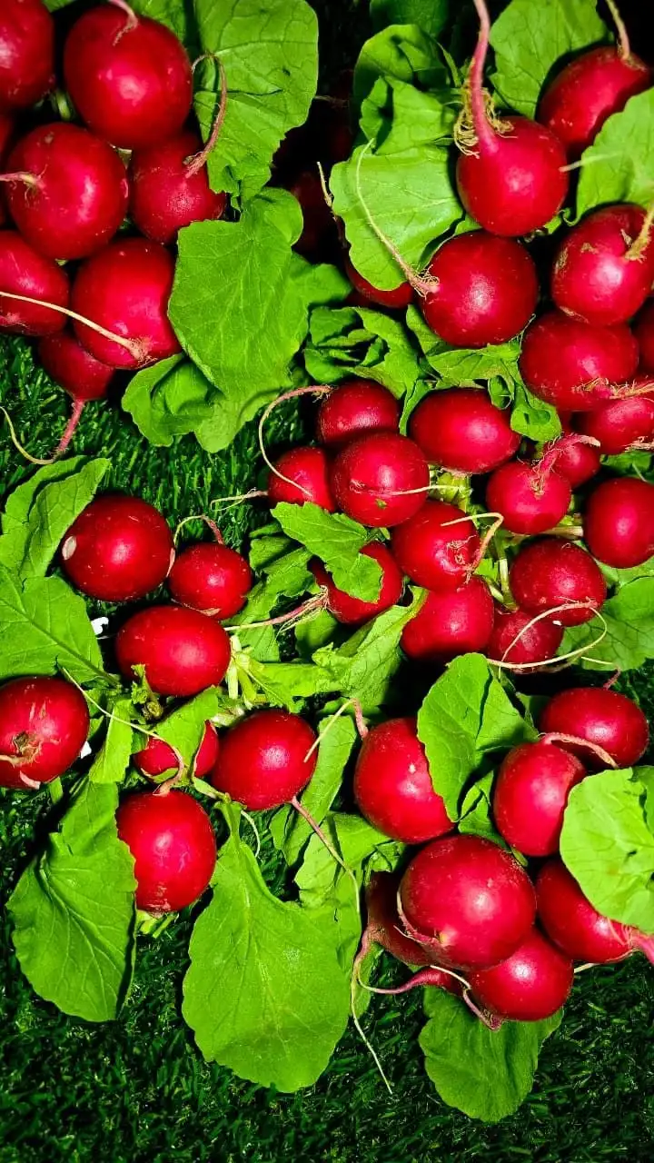 Продажа редиски сочной и сладкой - Продукты (Барахолка) в Хабаровск