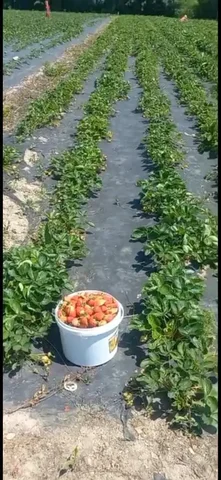 Сбор клубники - Хозяйственные блоки в Хабаровск