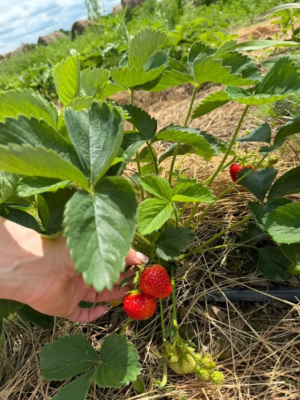 Сладкая домашняя клубника разных сортов - Ягоды (Продукты) в Хабаровск