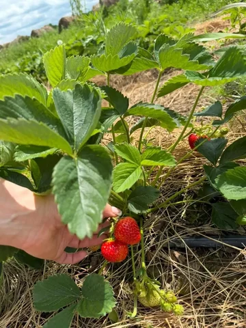 Сладкая домашняя клубника разных сортов - Рыба и морепродукты в Хабаровск