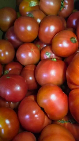 Продажа вкусных домашних помидоров МЕДОК - Магниты в Хабаровск