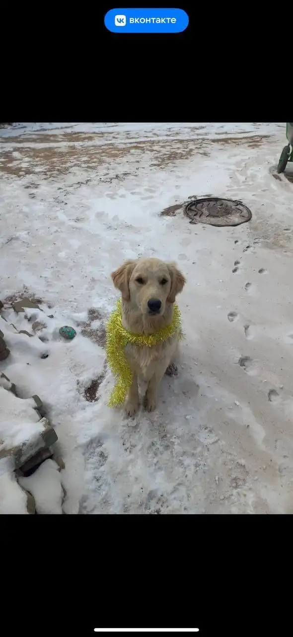 Пропала собака золотистый ретривер по кличке Ричи - Потерянные животные (Животные) в Улан-Удэ