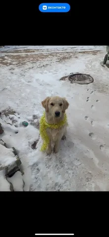 Пропала собака золотистый ретривер по кличке Ричи - Потерянные животные в Улан-Удэ