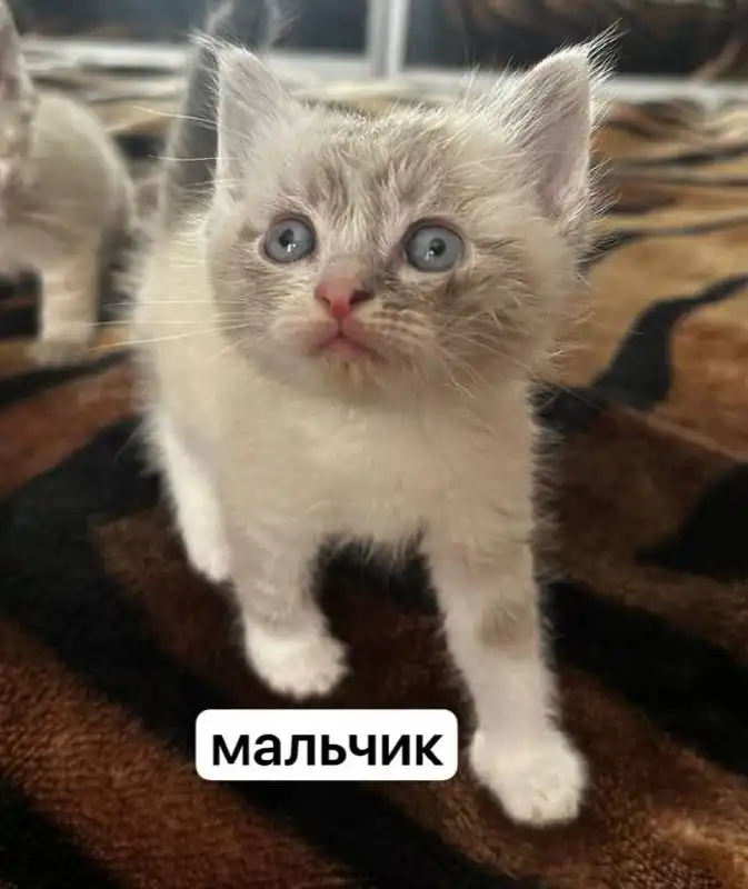 ОБЪЯВЛЕНИЕ ОБМЕН УСЛУГИ ПРОДАЖА Белгород - Барахолка в Белгород