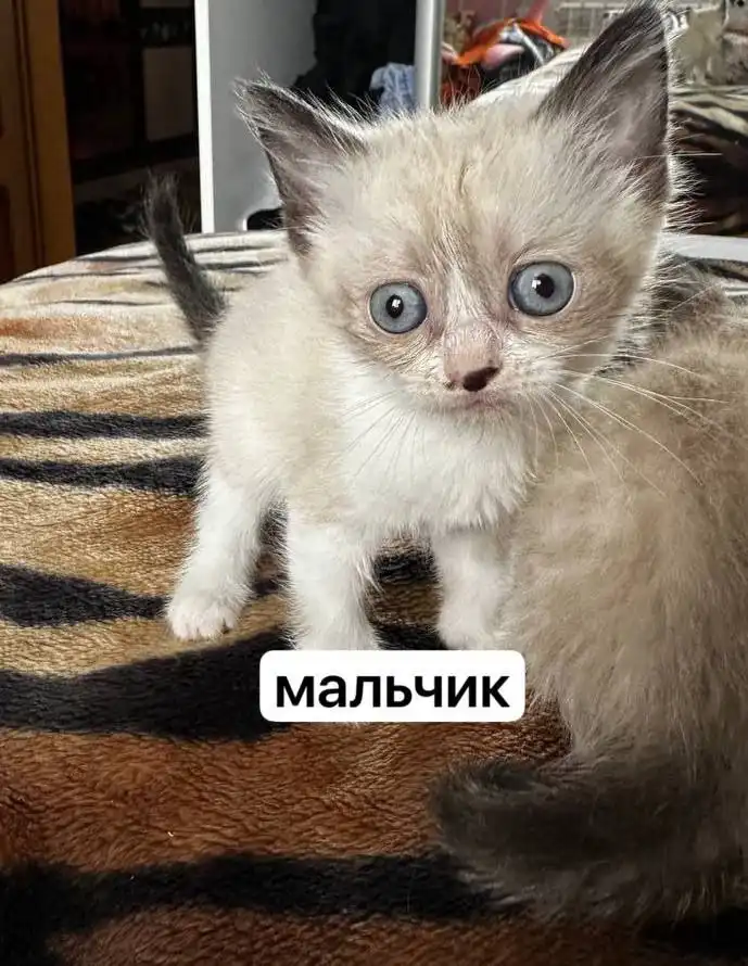 ОБЪЯВЛЕНИЕ ОБМЕН УСЛУГИ ПРОДАЖА Белгород - Барахолка в Белгород