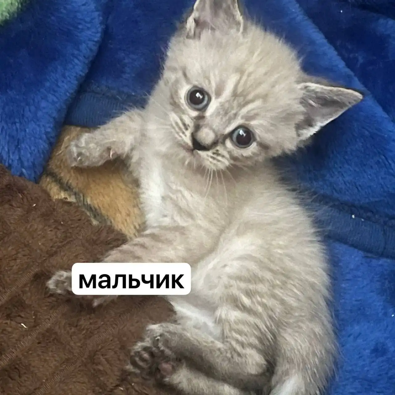 ОБЪЯВЛЕНИЕ ОБМЕН УСЛУГИ ПРОДАЖА Белгород - Барахолка в Белгород