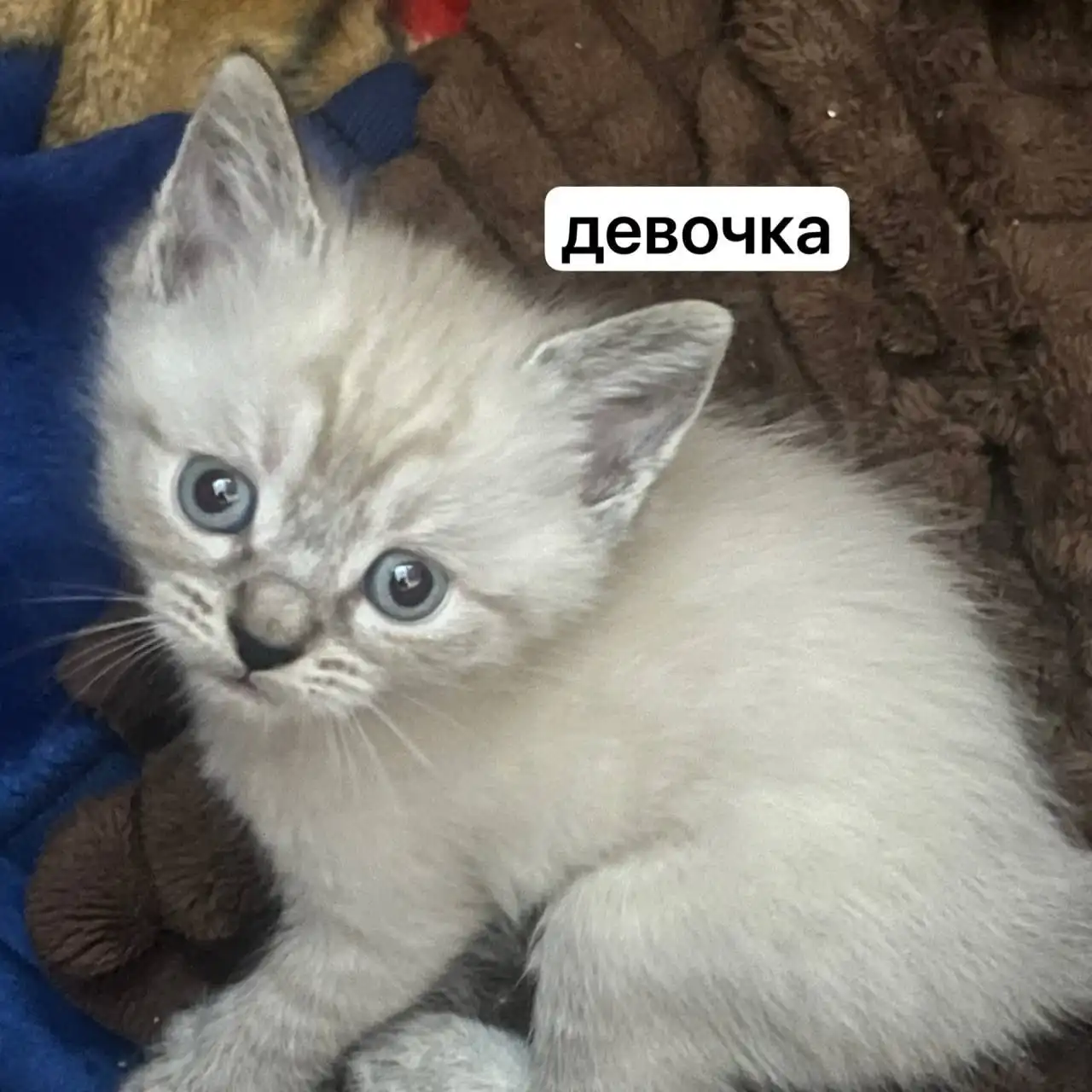 ОБЪЯВЛЕНИЕ ОБМЕН УСЛУГИ ПРОДАЖА Белгород - Барахолка в Белгород