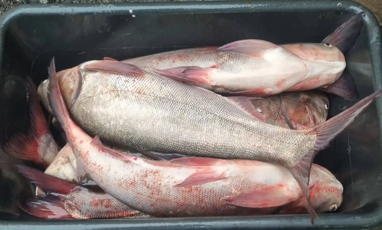 Свежая рыба Толстолобик - Рыба (Барахолка) в Белгород