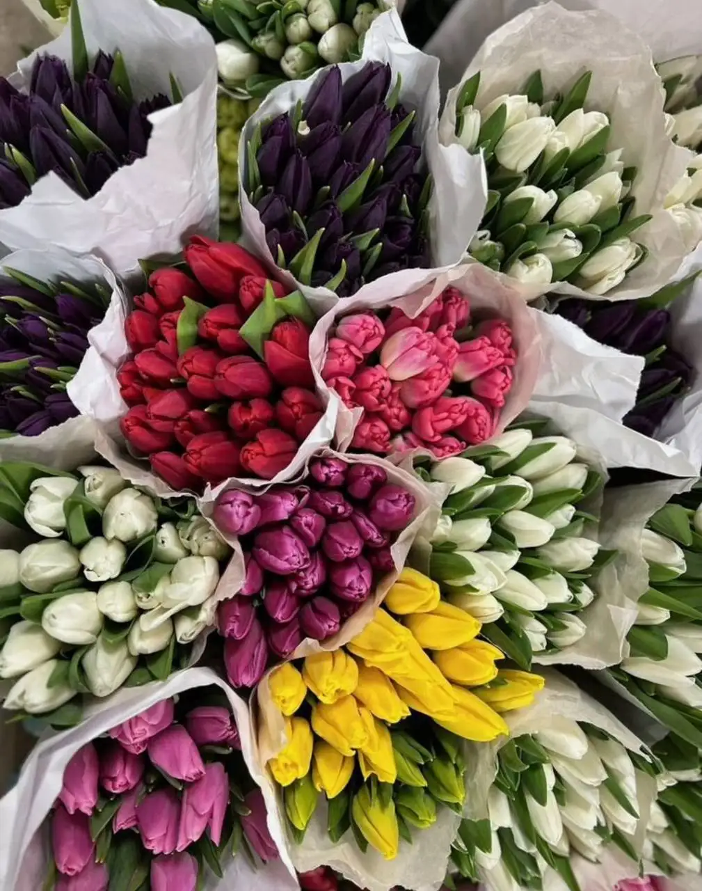 Тюльпаны к 8 марта - Цветы (Хобби и отдых) в Белгород