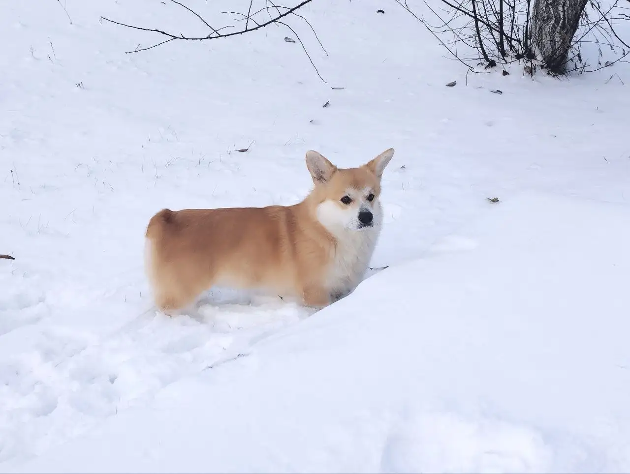 Вязка корги пемброк, кобель 2 года - Собаки (Животные) в Белгород