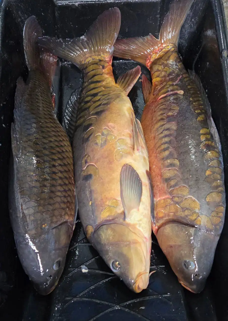 Свежая рыба: Толстолобик и Карп - Барахолка в Белгород