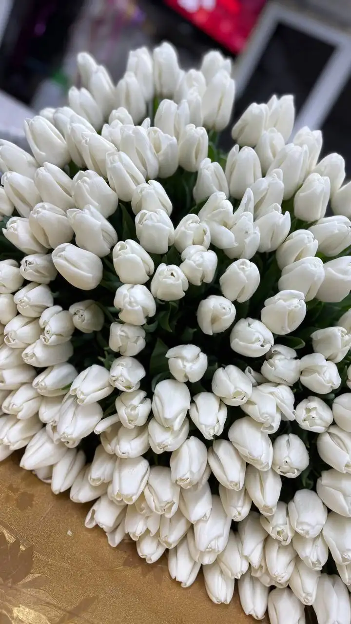 Предзаказ тюльпанов к 8 марта - Цветы (Хобби и отдых) в Белгород