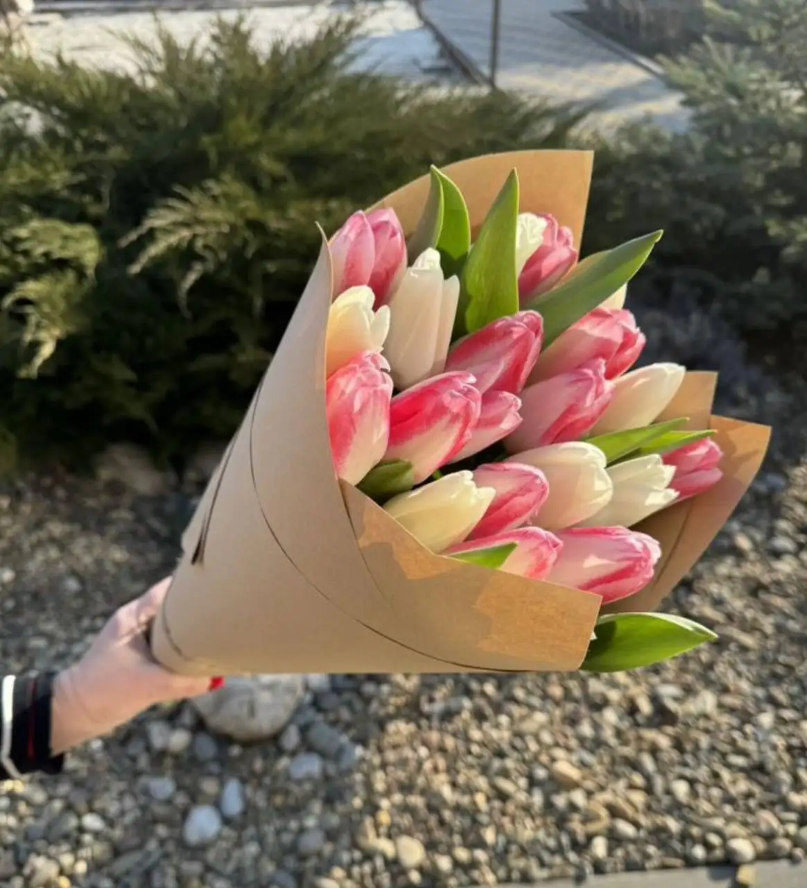 Предзаказ тюльпанов к 8 марта - Цветы (Хобби и отдых) в Белгород