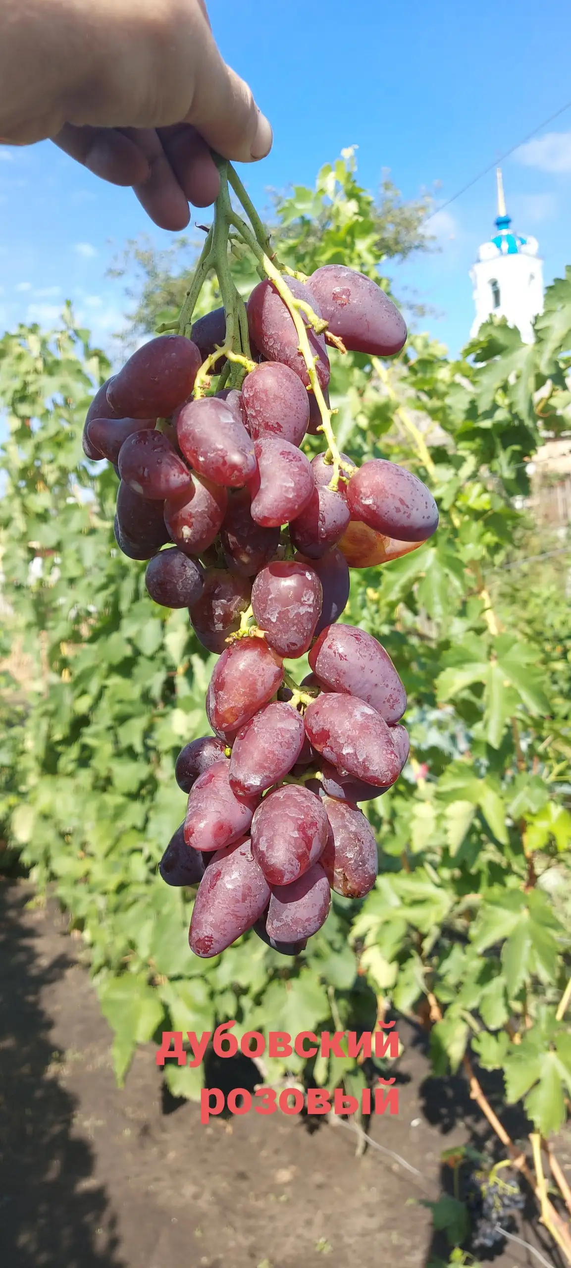 Продажа черенков винограда - Садоводство (Хобби и отдых) в Белгород