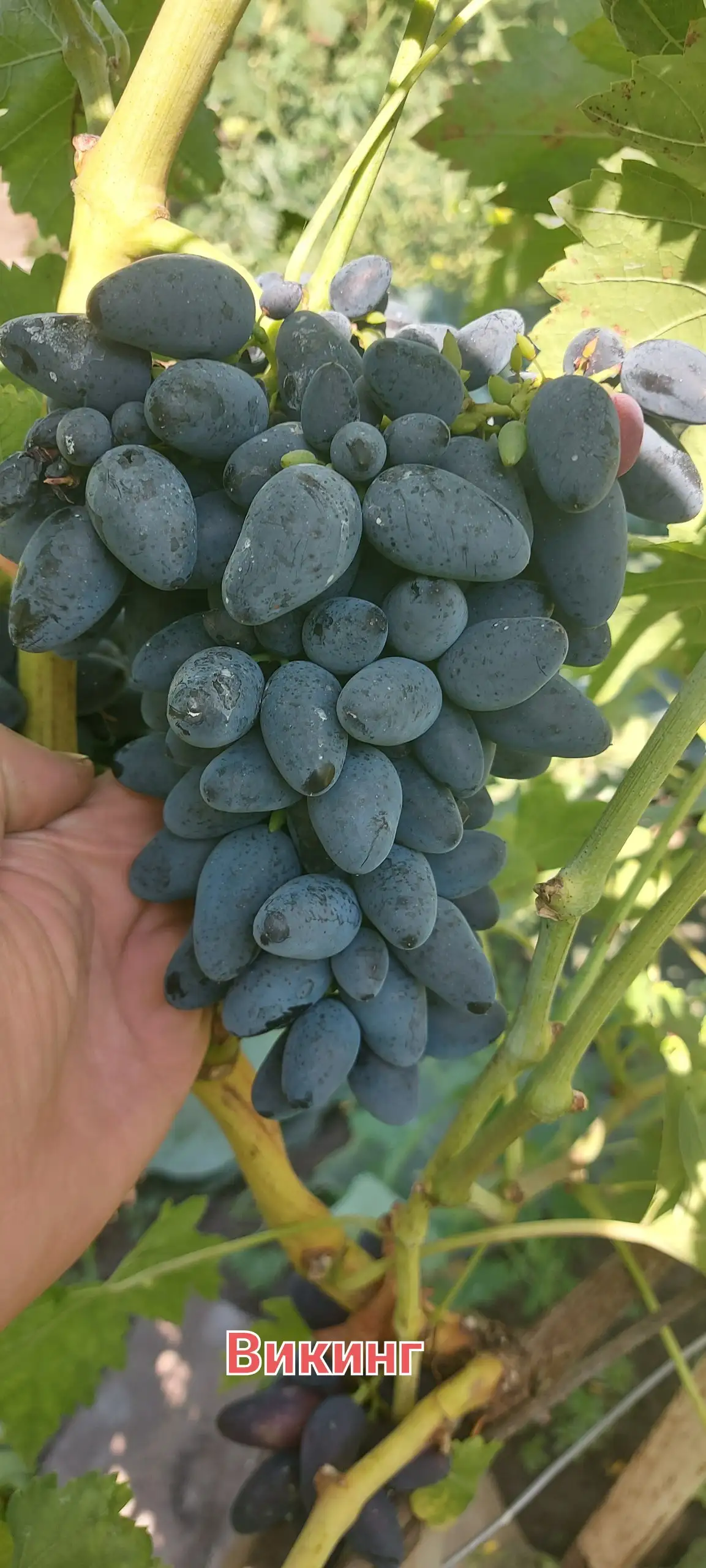 Продажа черенков винограда - Садоводство (Хобби и отдых) в Белгород