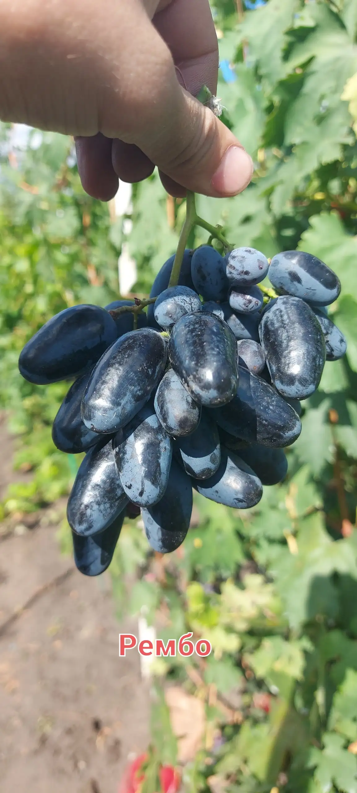 Продажа черенков винограда - Садоводство (Хобби и отдых) в Белгород