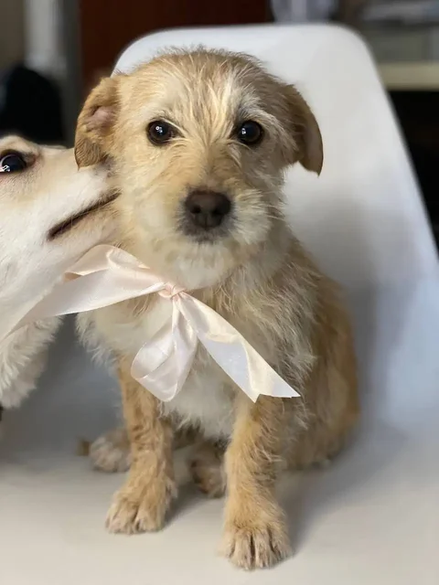 Щенки в добрые руки - Кошки в Белгород