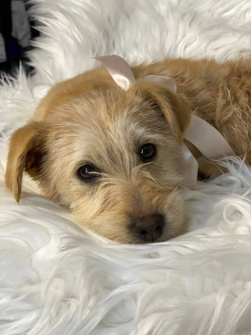 Щенки в добрые руки - Собаки (Животные) в Белгород