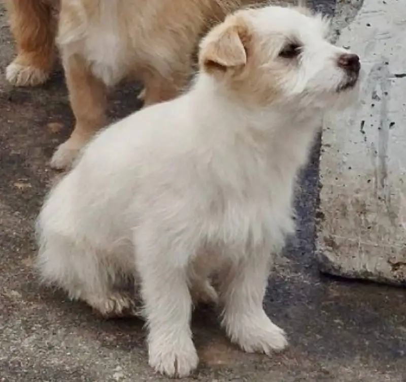 Щенки в добрые руки - Собаки (Животные) в Белгород