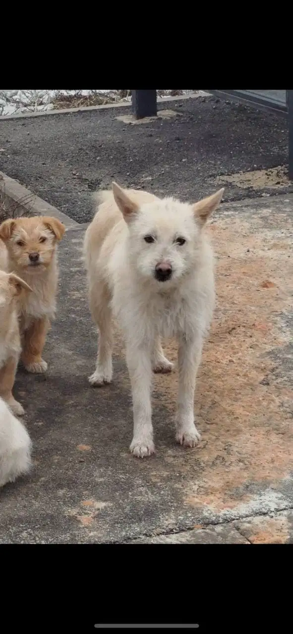 Щенки в добрые руки - Собаки (Животные) в Белгород