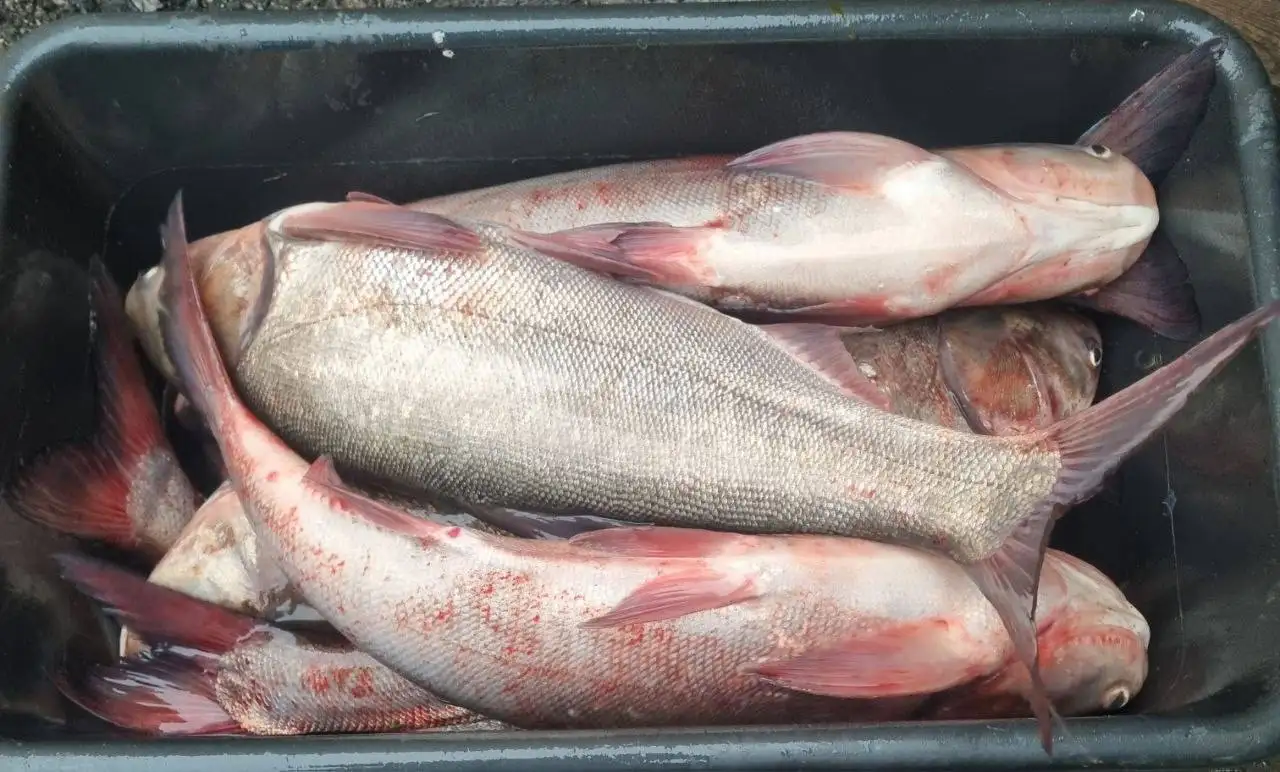 Продажа свежей рыбы толстолобик - Продукты питания (Барахолка) в Белгород