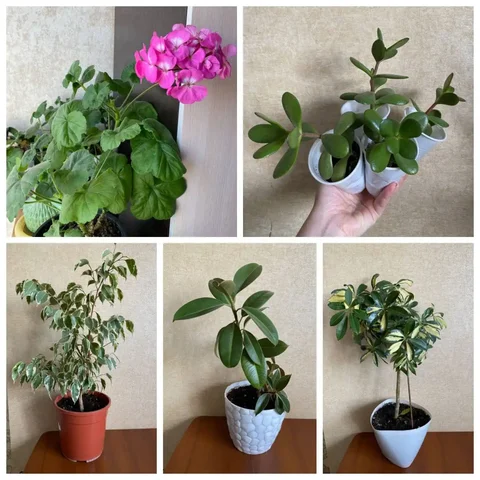 Продажа комнатных растений - Велосипеды в Белгород