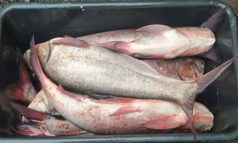 Свежая рыба толстолобик оптом - частное объявление в Белгород