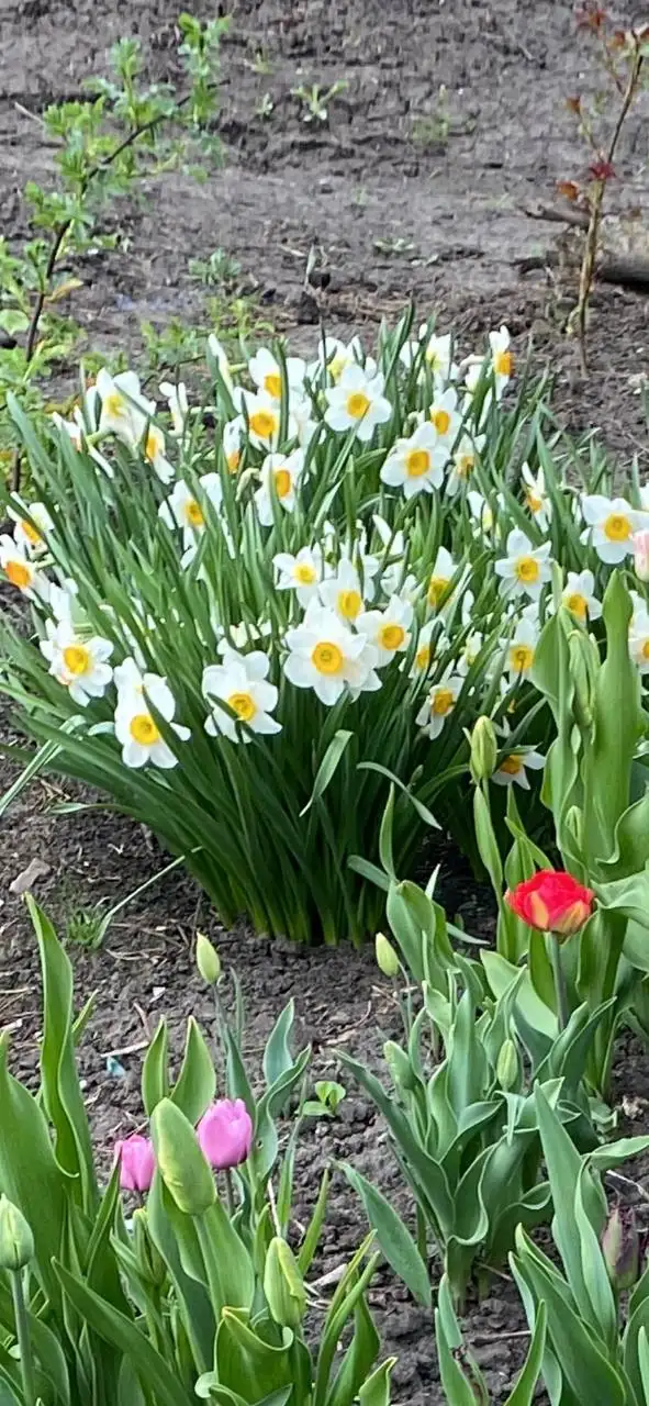 Продажа цветов и растений - Растения и цветы (Хобби и отдых) в Белгород