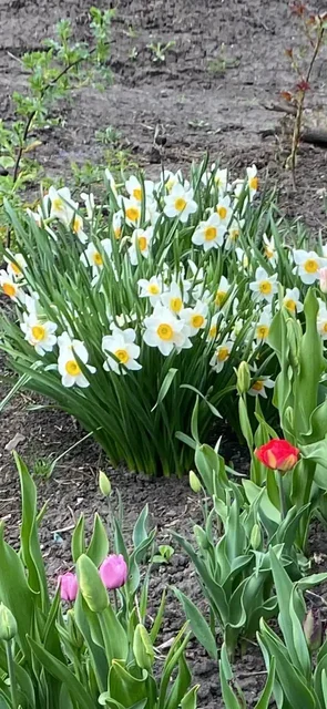 Продажа цветов и растений - частное объявление в Белгород