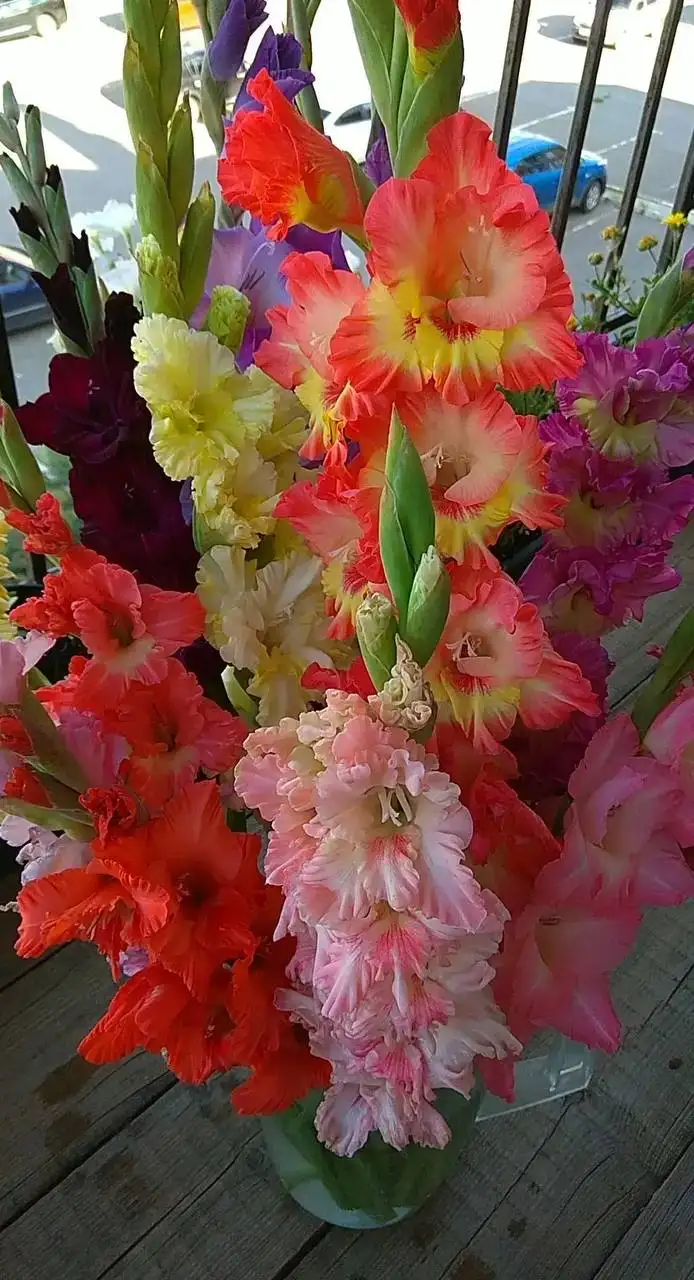 Продажа цветов и растений - Растения и цветы (Хобби и отдых) в Белгород