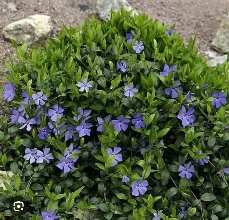 Продажа цветов и растений - Растения и цветы (Хобби и отдых) в Белгород