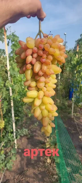 Саженцы винограда различных сортов - Рукоделие в Белгород