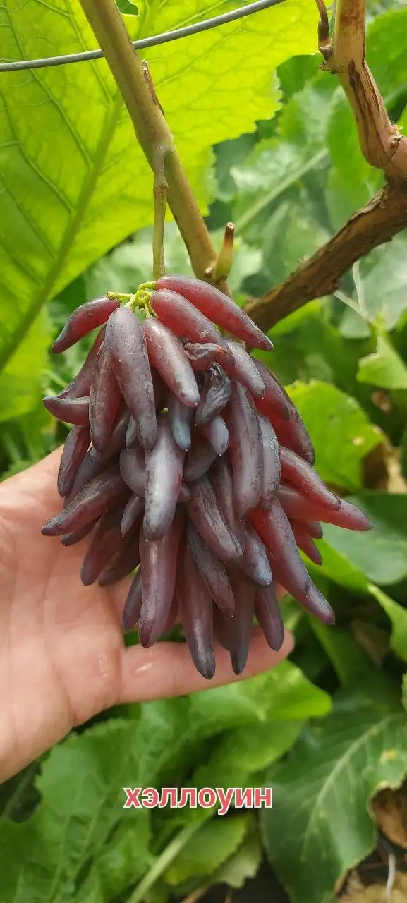 Саженцы винограда различных сортов - Садоводство (Хобби и отдых) в Белгород